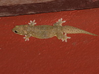 Kanchanaburi Four-clawed Gecko  - Thong Pha Phum NP