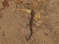 Kanchanaburi Spotted Bent-toed Gecko  - Chaloem Rattanakasin NP
