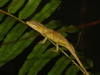 Khao Nan Long-headed Lizard  - Khao Ramrom