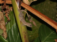 Khlong Lan Dwarf Gecko  - Mae Wong NP