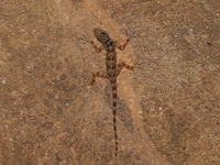 Kumpol's Day Gecko  - Ton Nga Chang WS