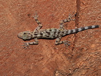 Kumpol's Day Gecko  - Ton Nga Chang WS