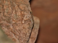 Kunya's Bent-toed Gecko  - Suan Hin Pha Ngam