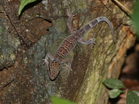 Lampang Bent-toed Gecko  - Lampang