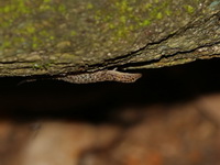 Lan Saka Day Gecko  - Wang Mai Pak Waterfall