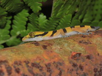 Lekagul's Bent-toed Gecko  - Khao Ramrom