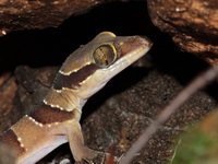 Lekagul's Bent-toed Gecko  - Khao Phanom Bencha NP