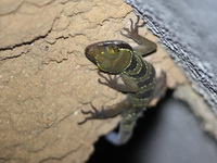 Lekagul's Bent-toed Gecko  - Khao Banthad WS