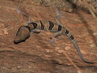 Lekagul's Bent-toed Gecko  - Khao Luang NP