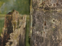 Leopard Dwarf Gecko  - Kaeng Krachan NP