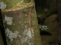 Leopard Dwarf Gecko  - Bang Lang NP