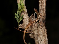 Long-tailed Grass Lizard  - Kaeng Krachan