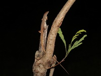 Long-tailed Grass Lizard  - Kaeng Krachan