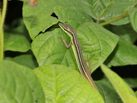 Long-tailed Grass Lizard  - Baan Maka