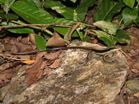 Long-tailed Ground Skink  - Suan Hin Pha Ngam