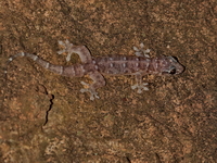 Lunulate Four-clawed Gecko  - Suan Hin Pha Ngam