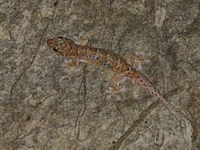 Lunulate Four-clawed Gecko  - Suan Hin Pha Ngam