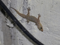 Lunulate Four-clawed Gecko  - Tham Khao Chan