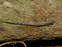 Malayan Day Gecko - female  - Bala