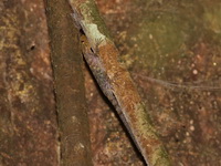 Malayan Day Gecko - male  - Bang Lang NP