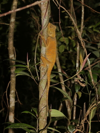 Malayan Mountain Spiny Lizard  - Bang Lang NP