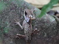 Masked Spiny Lizard  - Kaeng Krachan NP