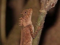 Masked Spiny Lizard  - Kaeng Krachan NP