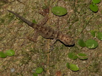McGuire's Day Gecko - female  - Budo-Su Ngai Padi NP