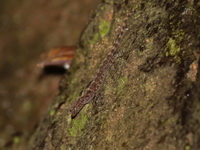 McGuire's Day Gecko - female  - Wat Khuhapimuk