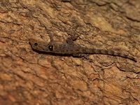 McGuire's Day Gecko - male  - Nam Tok Sai Khao NP