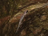 McGuire's Day Gecko - male  - Wat Khuhapimuk