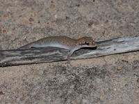 Mekong Ground Gecko  - Pha Taem NP