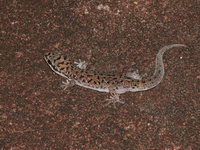 Mekong Ground Gecko  - Pha Taem NP