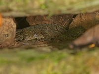 Nam Nao Bent-toed Gecko  - Phu Kradueng NP