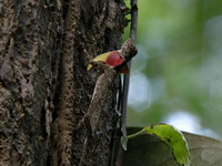 Narrow-lined Flying Lizard  - Sri Phang Nga NP