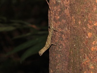 Narrow-lined Flying Lizard  - Phuket