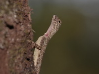 Narrow-lined Flying Lizard  - Khao Kitchakut NP