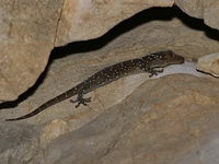 Nutaphand's Gecko  - Sai Yok Noi