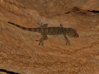 Nutaphand's Gecko  - Tham Sai Yoi