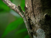 Obscure Flying Lizard  - Thale Ban NP