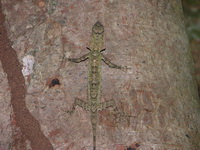 Obscure Flying Lizard  - Phuket