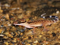 Oldham's Bent-toed Gecko  - Sri Phang Nga NP