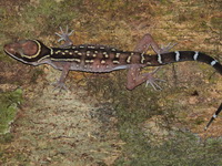 Oldham's Bent-toed Gecko  - Phuket