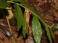 Orange-crested Spiny Lizard - juvenile  - Mae Moei NP