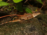 Orange-crested Spiny Lizard  - Mae Moei NP