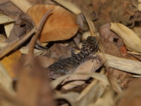 Orange-tailed Ground Gecko  - Tha Sao