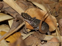 Orange-tailed Ground Gecko  - Tha Sao