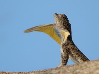 Orange-winged Flying Lizard