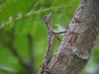 Orange-winged Flying Lizard  - Phuket