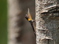 Orange-winged Flying Lizard  - Khao Yai NP